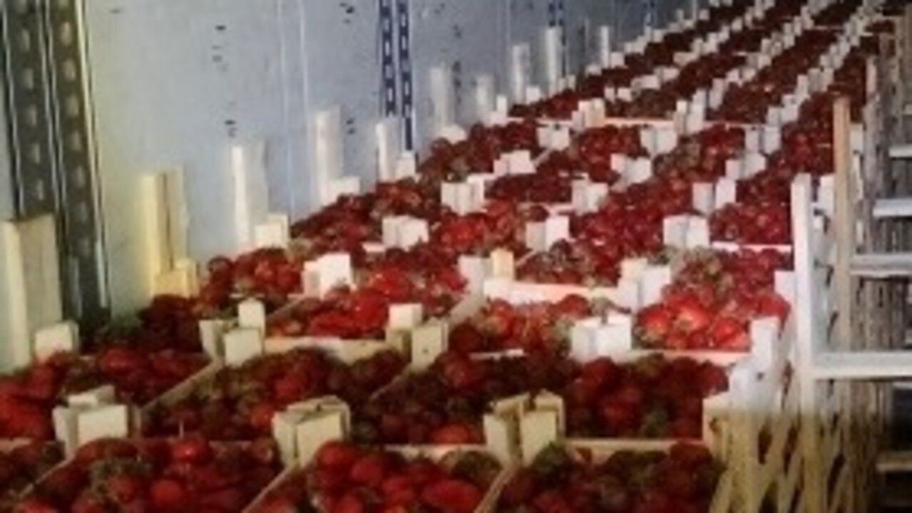 Поставки клубники из Киргизии в Прикамье выросли в 2,4 раза