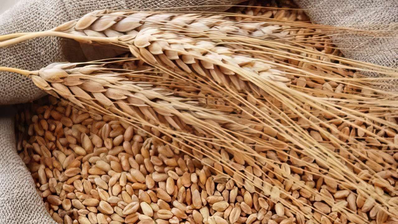 ​В Пермском крае обнаружено более 14 тысяч тонн зерна с недостоверными декларациями