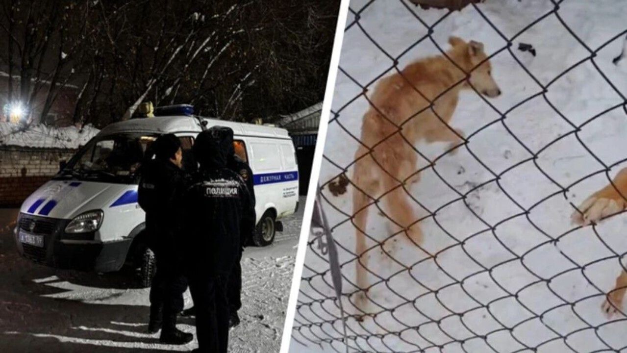 ​Прокуратура выявила многочисленные нарушения в деятельности пермского Фонда помощи животным