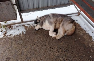 ​Количество бездомных животных в Прикамье сократилось на три тысячи за пять лет