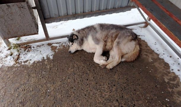 ​Количество бездомных животных в Прикамье сократилось на три тысячи за пять лет