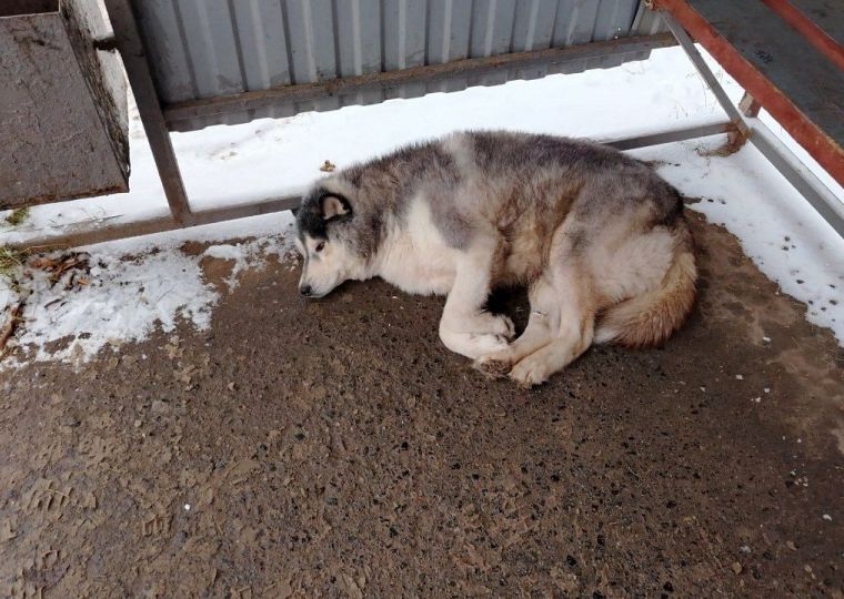 ​Количество бездомных животных в Прикамье сократилось на три тысячи за пять лет