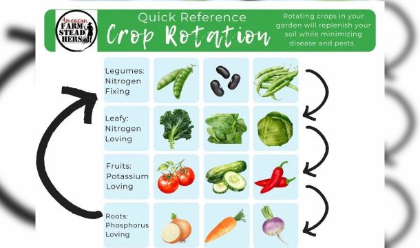 Февраль — время планировать урожаи на даче