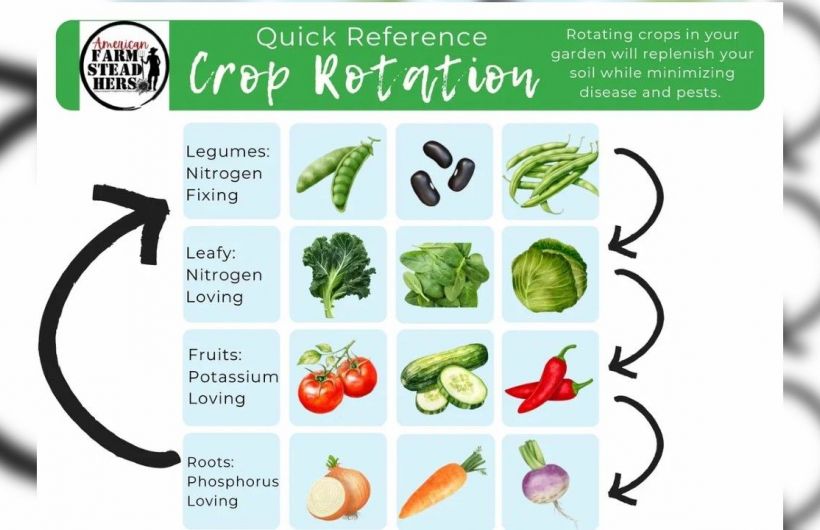 Февраль - время планировать урожаи на даче