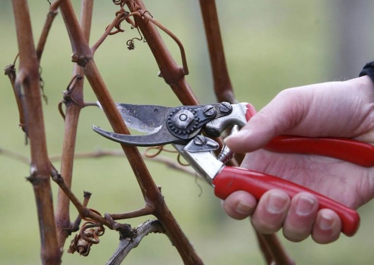 Почему грамотная осенняя обрезка плодовых растений — путь к высоким урожаям в будущем