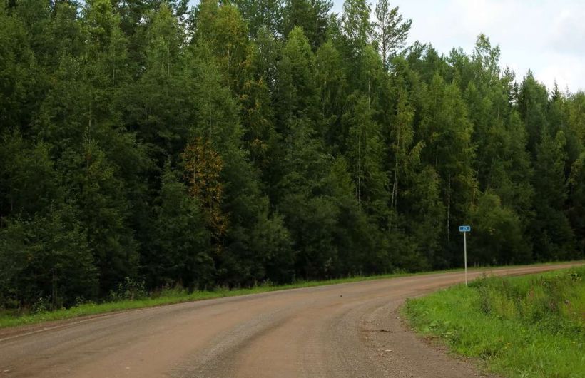 В Пермском политехе выяснили, как сделать лесные дороги более прочными