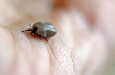 ​В Прикамье в этом сезоне клещи укусили уже более 2000 человек