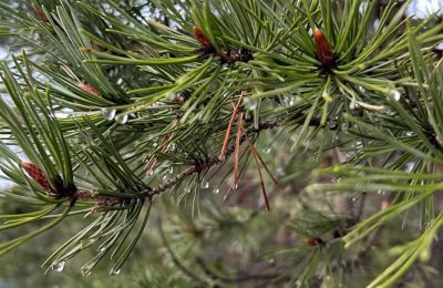 В Прикамье зафиксировали рекордное потепление