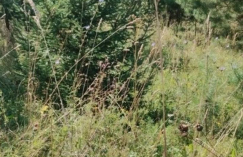 В Еловском округе выявили зарастание 4,8 га сельхозземель