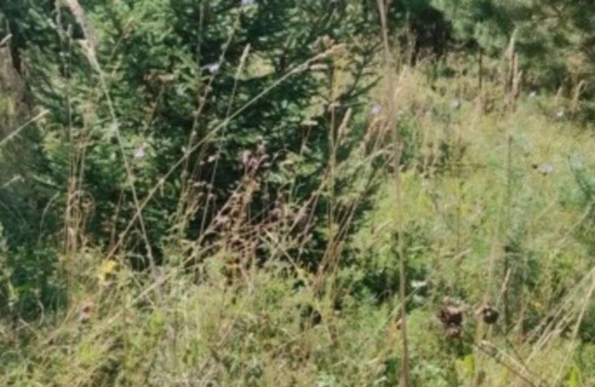 В Еловском округе выявили зарастание 4,8 га сельхозземель