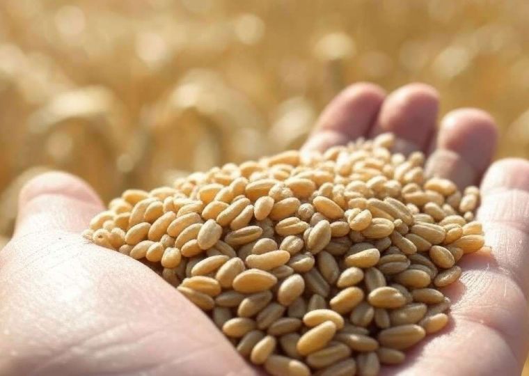 ​С начала года из Пермского края в Киргизию экспортировали 512 тонн пшеничных отрубей