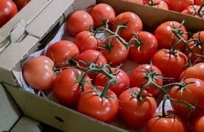 935 тонн томатов ввезли в Прикамье из Казахстана 
