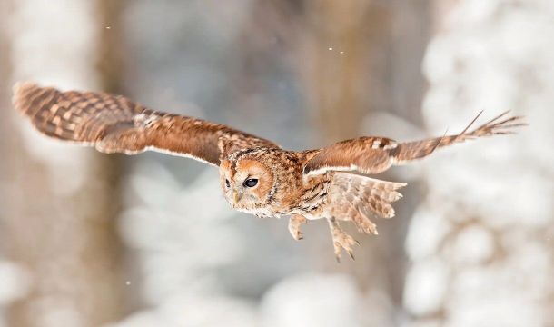 Пермские ученые занялись пересчетом филинов