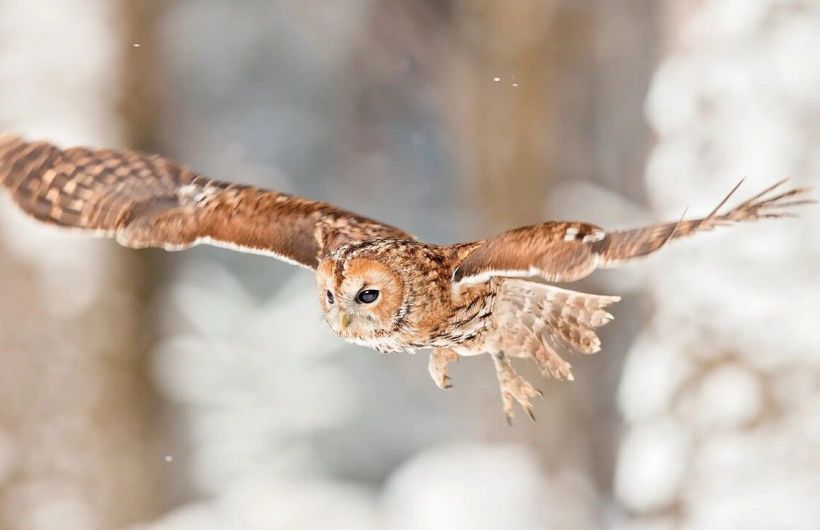 Пермские ученые занялись пересчетом филинов