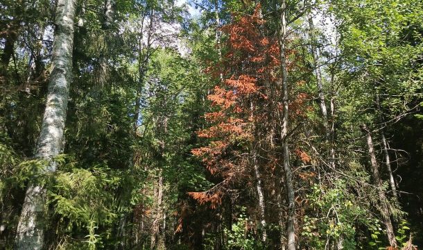 ​Маленький жук — большие деньги: 17,4 млн рублей направят в Прикамье на борьбу с уссурийским полиграфом в 2026 году