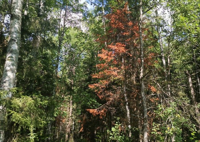 ​Маленький жук — большие деньги: 17,4 млн рублей направят в Прикамье на борьбу с уссурийским полиграфом в 2026 году