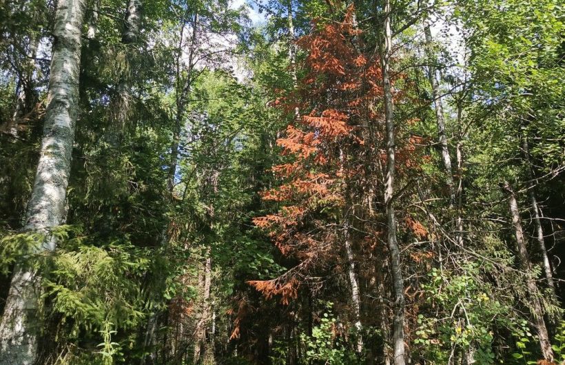 ​Маленький жук — большие деньги: 17,4 млн рублей направят в Прикамье на борьбу с уссурийским полиграфом в 2026 году
