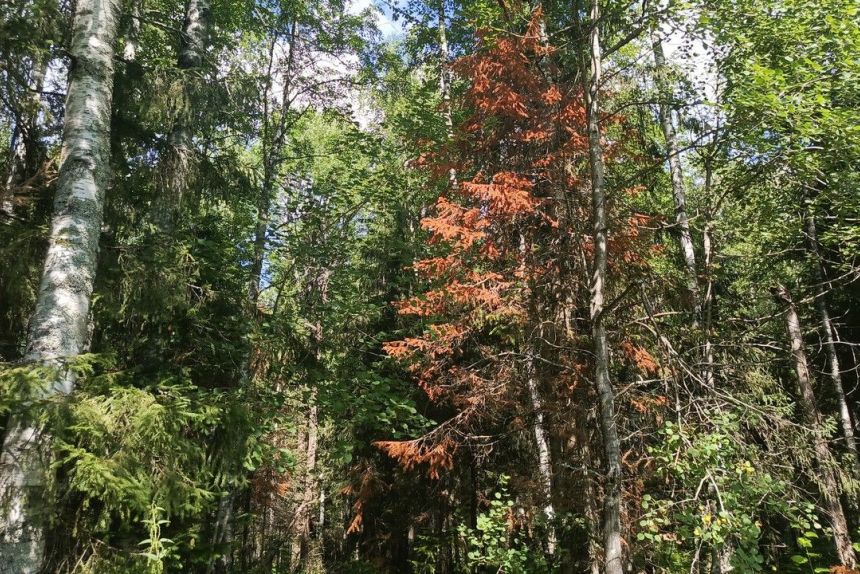 ​Маленький жук — большие деньги: 17,4 млн рублей направят в Прикамье на борьбу с уссурийским полиграфом в 2026 году