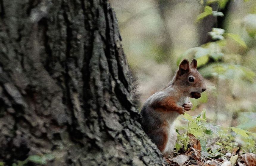 ​В Пермском крае планируют создать три новых ООПТ