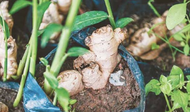 ​Это вы можете: как вырастить популярную специю дома