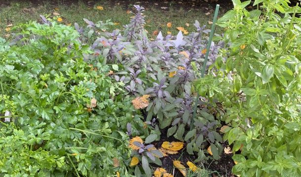 Какие садовые культуры растут на наших дачах сами