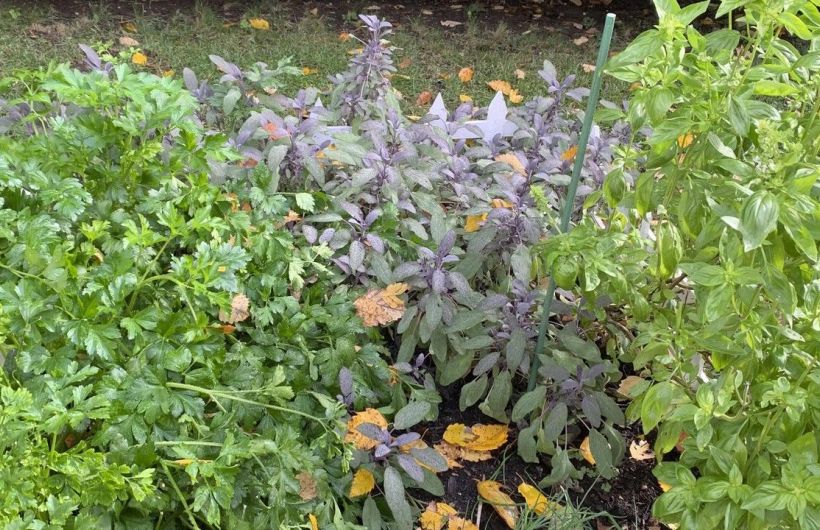 Какие садовые культуры растут на наших дачах сами