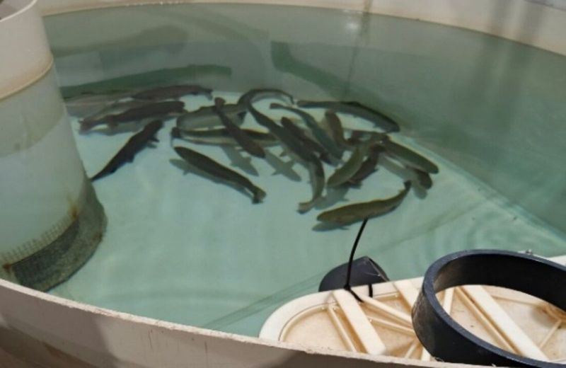 ​В Карагайском округе в рыбоводческом хозяйстве обнаружили запрещенный краситель в форели