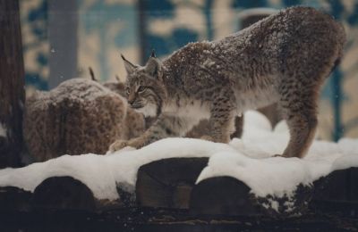 ​Мастер-классы, кормления животных и благотворительный забег пройдут в Пермском зоопарке в новогодние каникулы