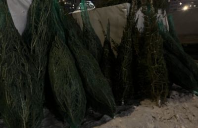 Искусственные елки в Прикамье обгоняют живые: самая дорогая — 140 тысяч
