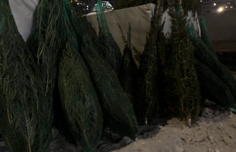 Искусственные елки в Прикамье обгоняют живые: самая дорогая — 140 тысяч