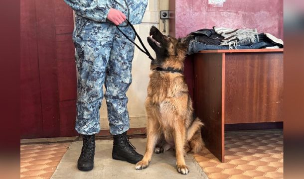 Колонию в Кунгуре обязали выплатить кинологам более 320 тысяч рублей за неоплаченную сверхурочную работу
