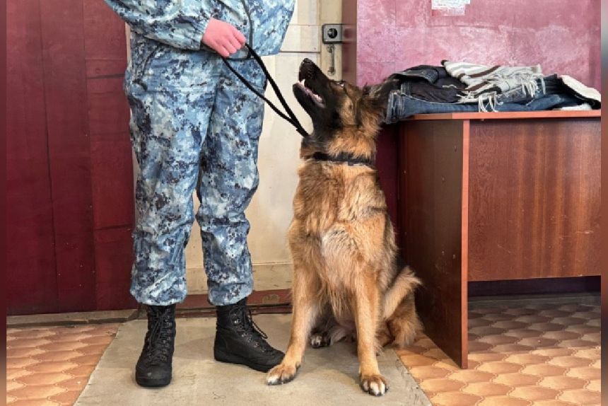 Колонию в Кунгуре обязали выплатить кинологам более 320 тысяч рублей за неоплаченную сверхурочную работу