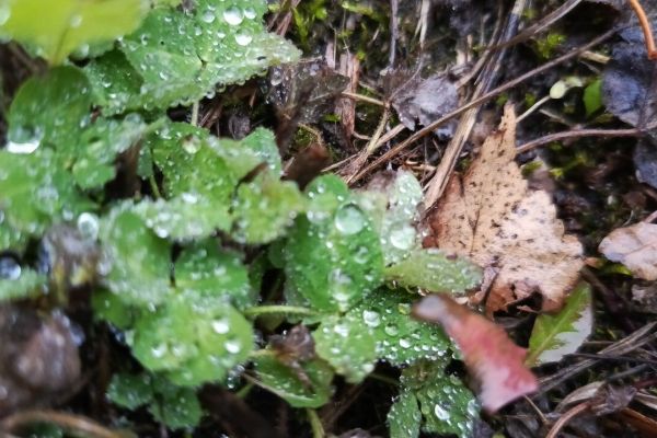 В выходные в Прикамье ожидаются дожди, грозы и потепление до +28 °С