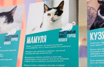 ​Дом для кошки Мамули: проверяем теорию шести рукопожатий