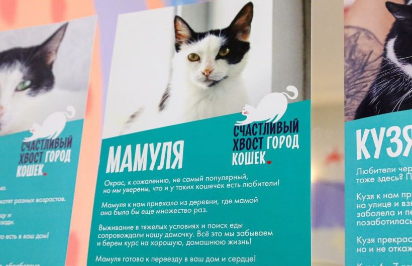 ​Дом для кошки Мамули: проверяем теорию шести рукопожатий