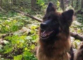 Кинологии чусовской колонии ищут новых хозяев для немецких овчарок