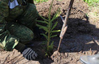 В Прикамье в рамках акции «Сад памяти» высадили более 164 тысяч деревьев