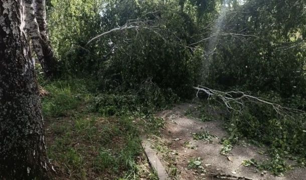 В Чайковском округе из-за упавшего дерева погиб подросток 