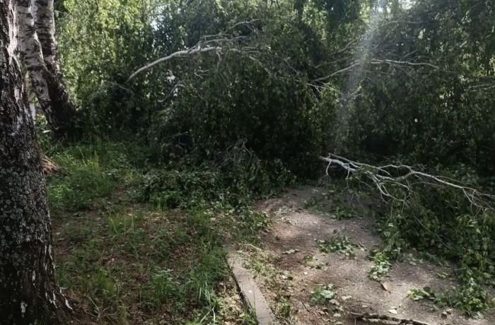 В Чайковском округе из-за упавшего дерева погиб подросток 