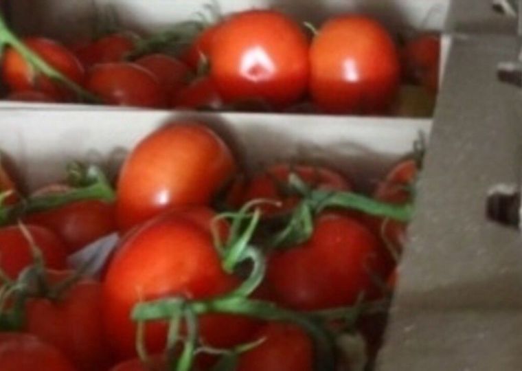 В Прикамье с начала года ввезли 815 тонн томатов из Казахстана