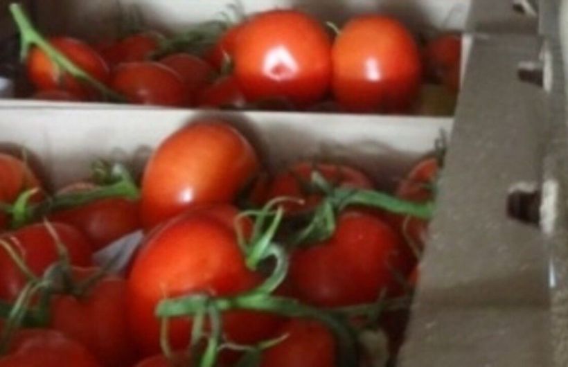 В Прикамье с начала года ввезли 815 тонн томатов из Казахстана