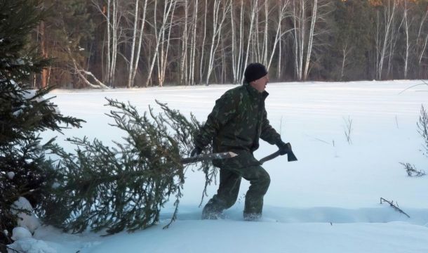 В Прикамье стартует операция «Новогодняя ель – 2024»