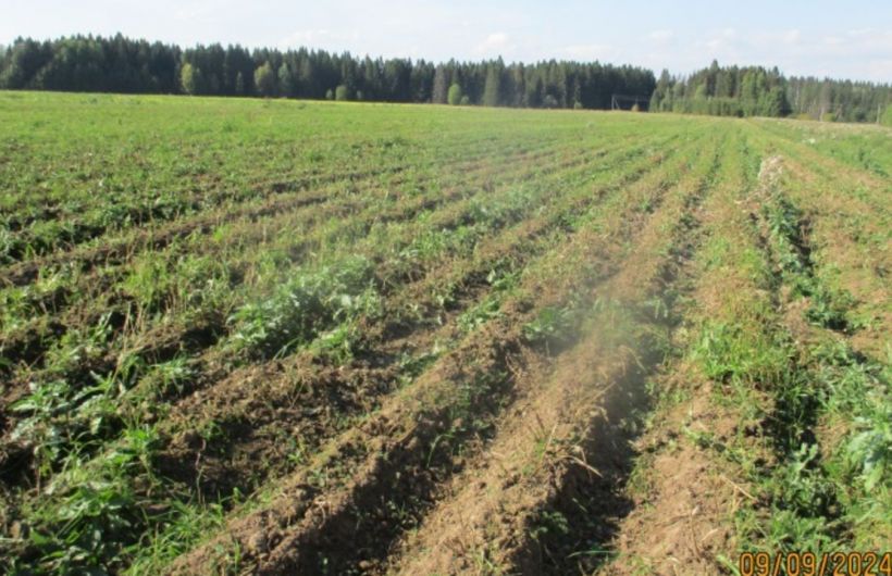 ​Пермская агрофирма выращивала овощи с превышением уровня нитратов и пестицидов