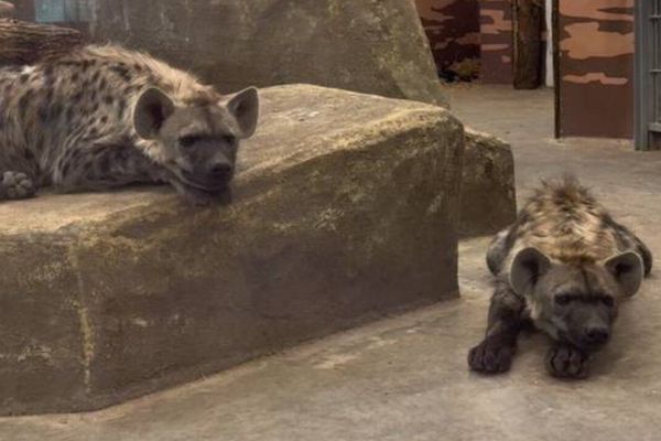 ​Прикамцам предлагают выбрать имена для редких гиен, поселившихся в Пермском зоопарке