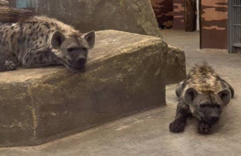 ​Прикамцам предлагают выбрать имена для редких гиен, поселившихся в Пермском зоопарке