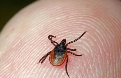 В Пермском крае растет число пострадавших от укусов клещей