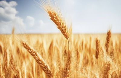 ​Почти 600 тонн пшеничных отрубей из Прикамья отправили в Киргизию в 2025 году