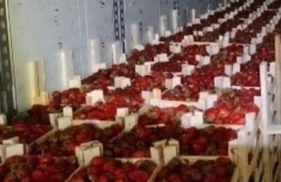 Поставки клубники из Киргизии в Прикамье выросли в 2,4 раза