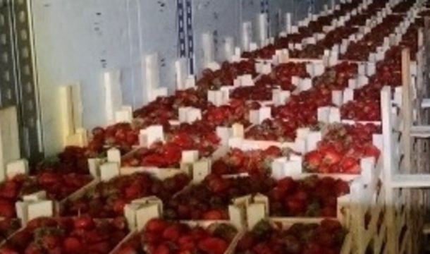 Поставки клубники из Киргизии в Прикамье выросли в 2,4 раза