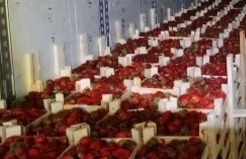 Поставки клубники из Киргизии в Прикамье выросли в 2,4 раза